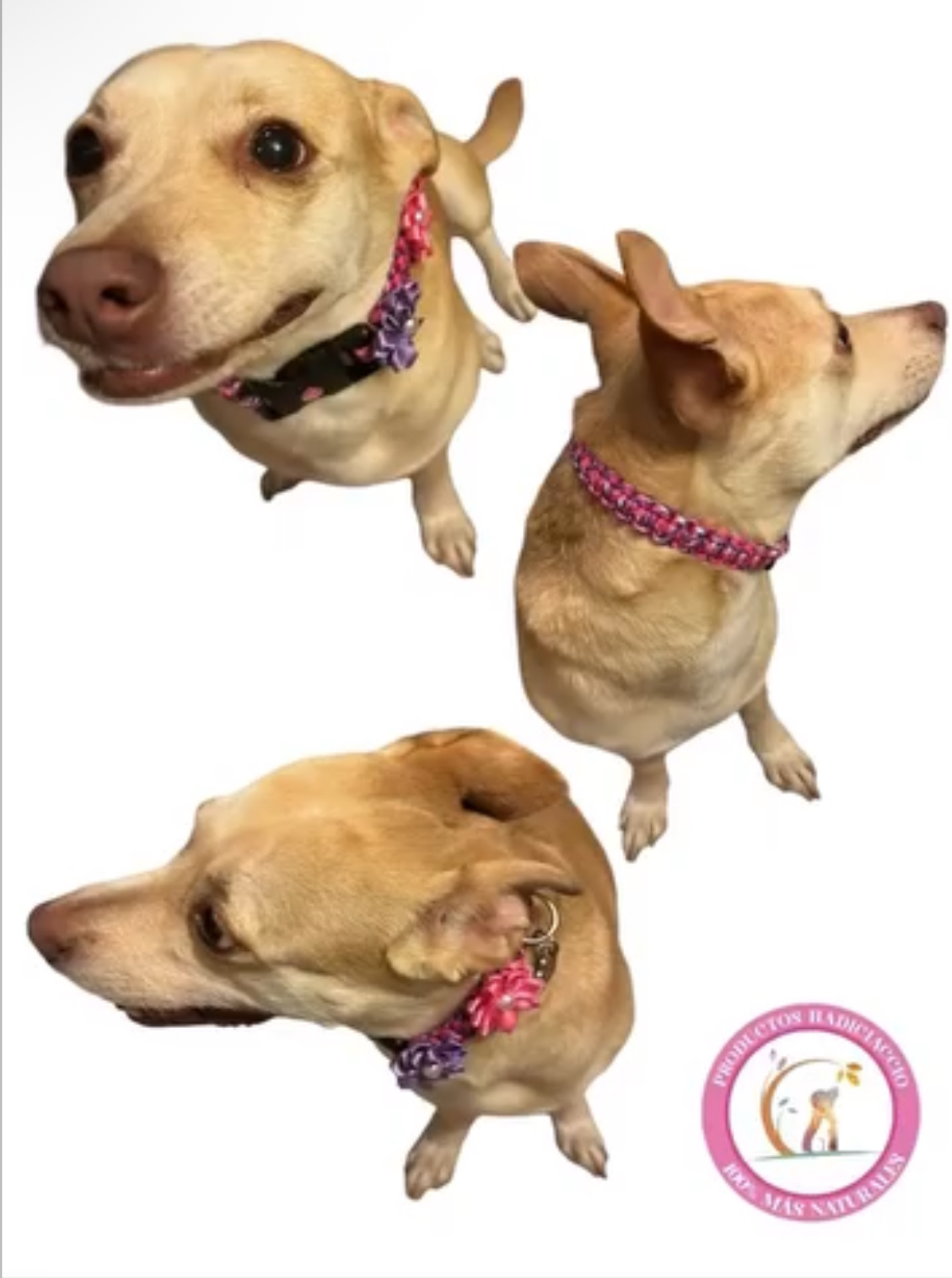 Perrito con collar artesanal Hadiciaccio