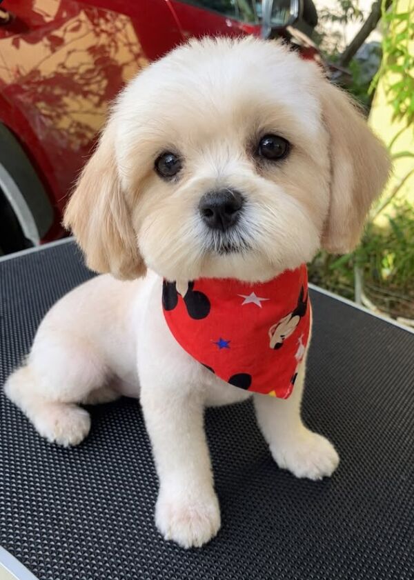 Perrito blanco recién arreglado con bandana roja