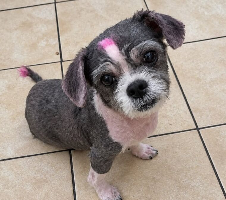 Perrita gris con detalles rosados después del grooming