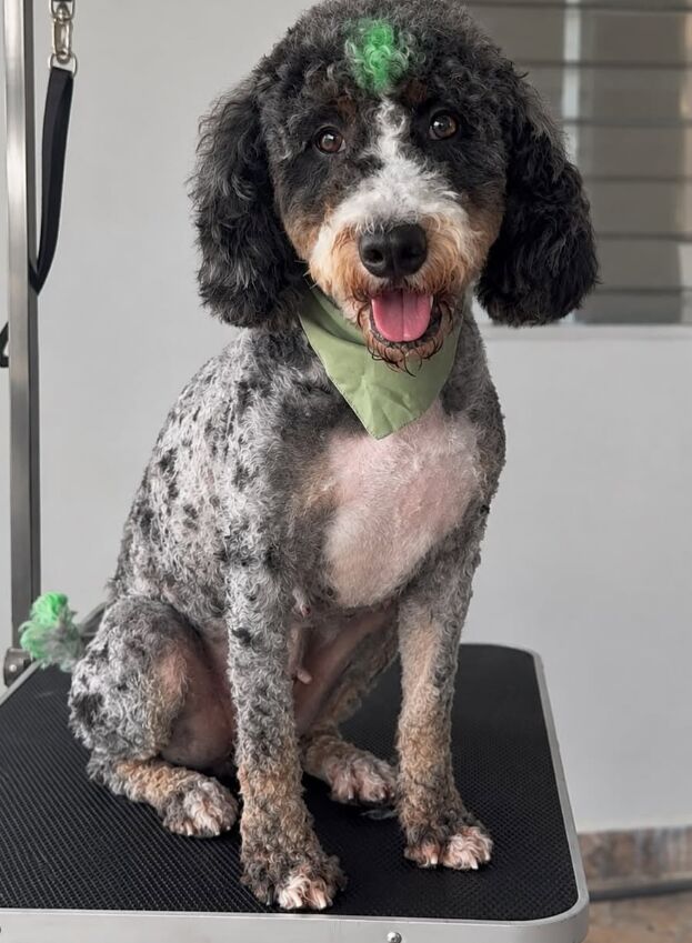 Perro con mechones verdes después del grooming