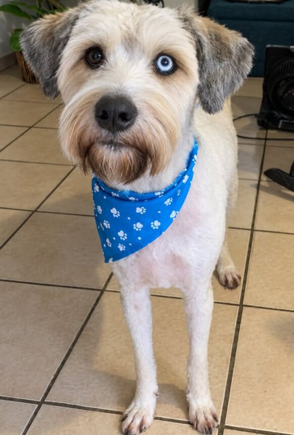 Perro con bandana azul de huellitas después del grooming